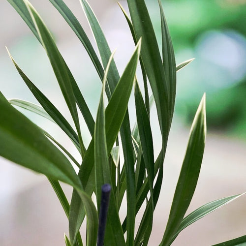 Cymbidium Golden Elf 'Variegata' (tarka levelek) - illatos virágok