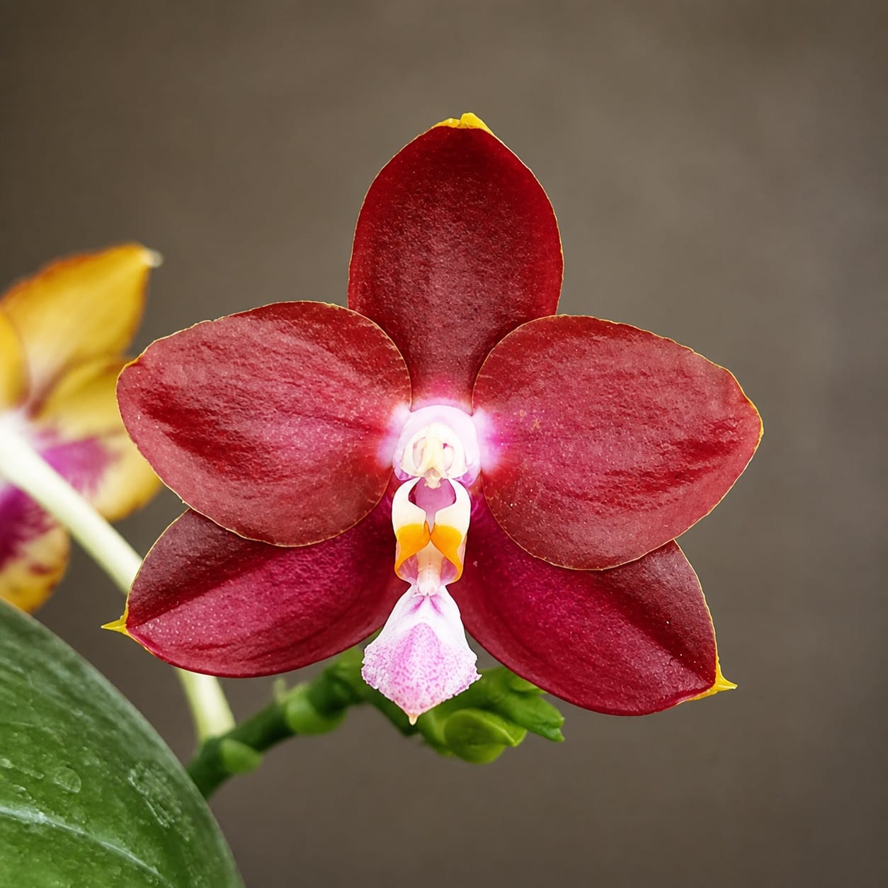 Phalaenopsis Yaphon Red Pepper