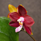 Phalaenopsis Yaphon Red Pepper