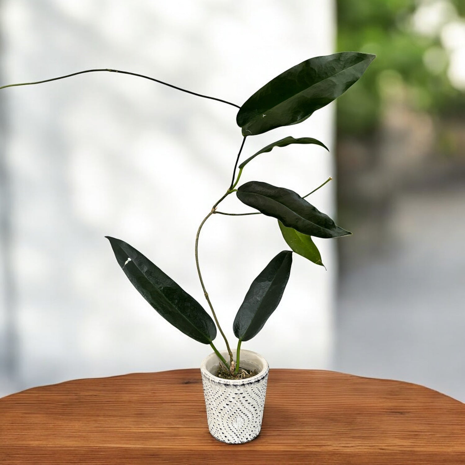 Hoya archboldiana - XL fragrant flowers – Secret Garden Plant Shop