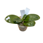 Phalaenopsis Miki Deep Coffee Turtledove 'Energy'