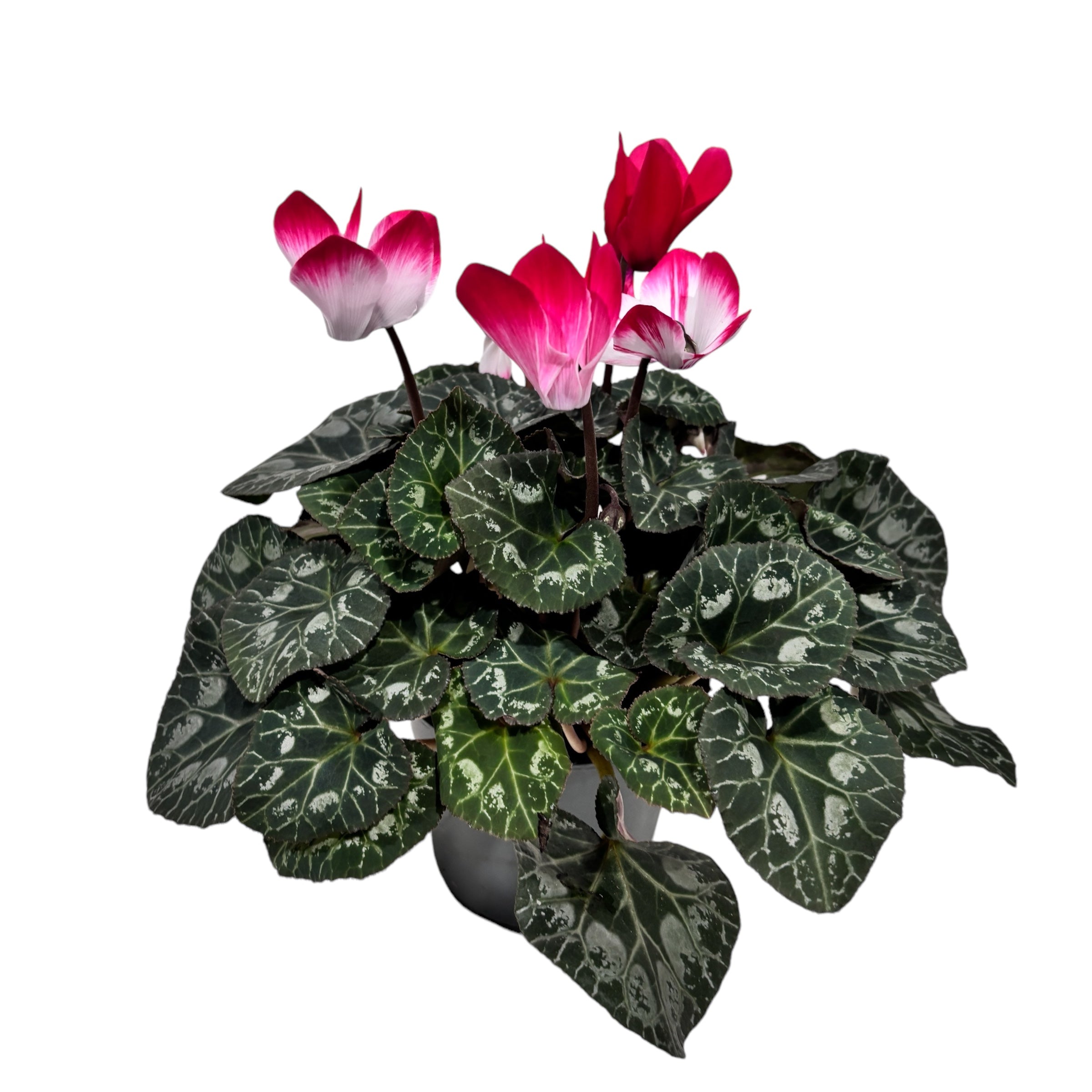 Cyclamen Indiaka