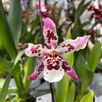 Odontoglossum Anne Claire - fragrant