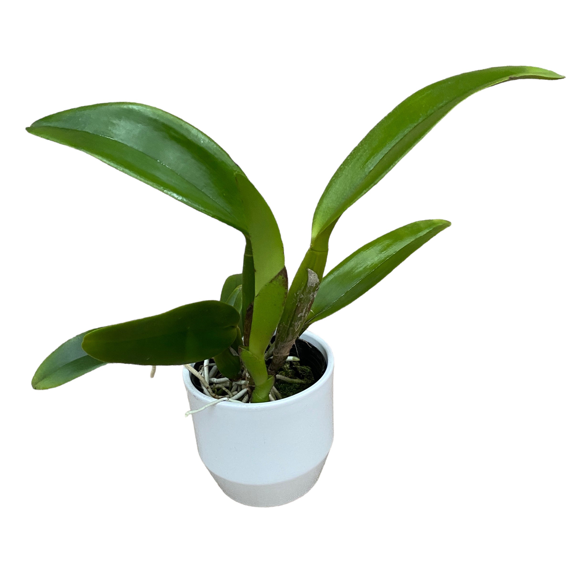 Cattleya NSA Big China - flori parfumate