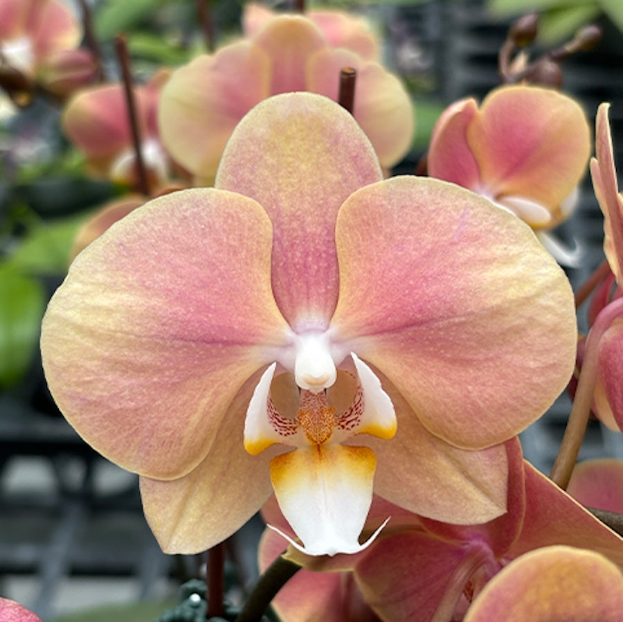 Phalaenopsis OX Golden Star 'OX1663' × SKB Black Lace