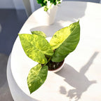 Alocasia gageana 'Aurea' (Variegatura Gialla)