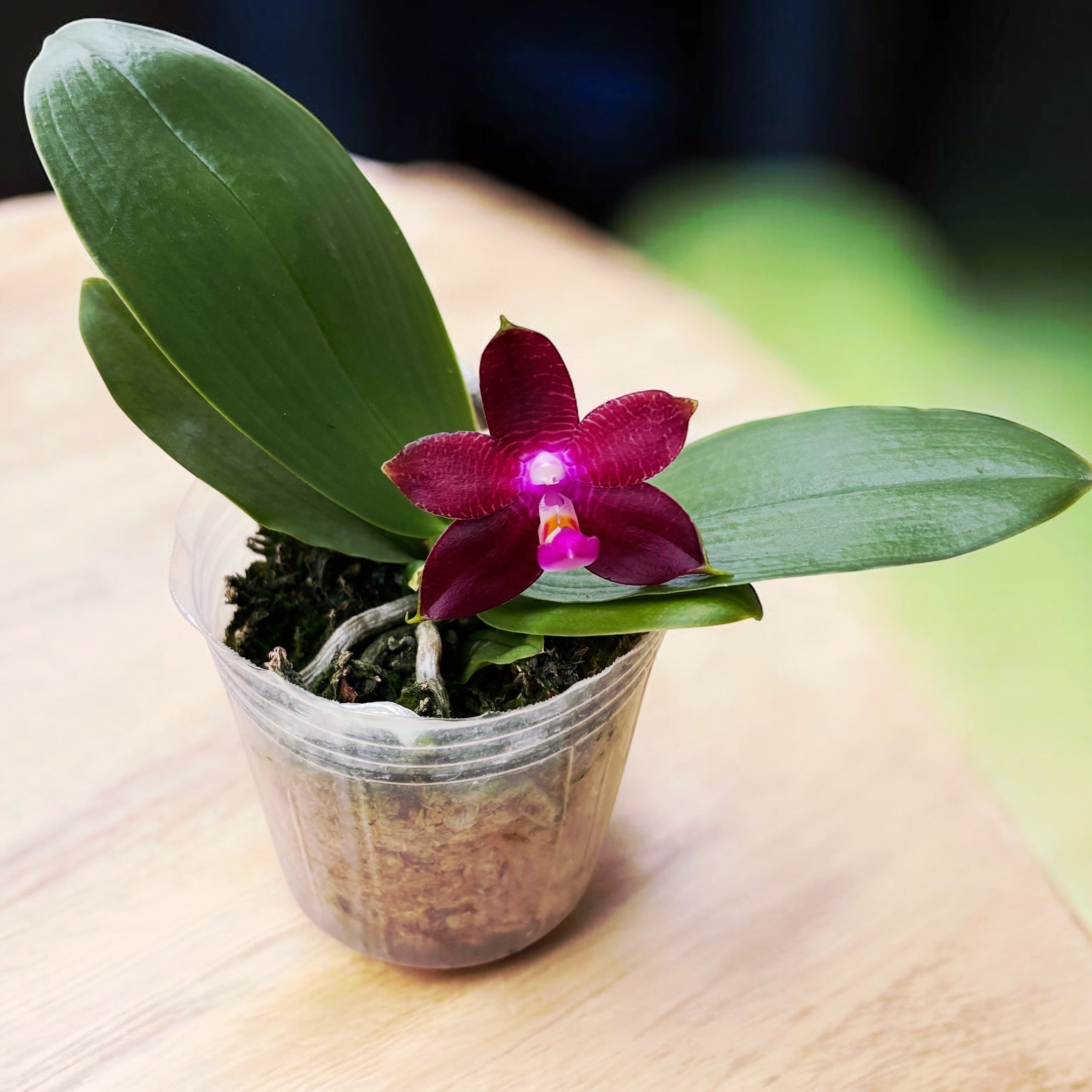 Phalaenopsis Meidarland Kaiulani 'Red Girl' - parfumata