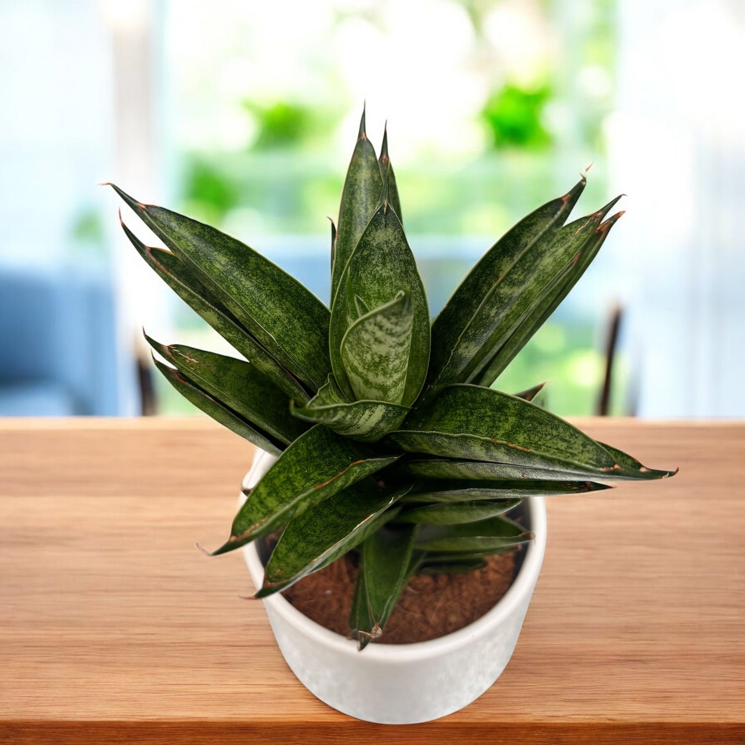 sansevieria cylindrica nombre común Sansevieria cylindrica 'Starshooter' – Secret Garden Plant Shop