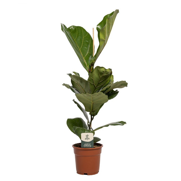 Ficus lyrata (smochin lira