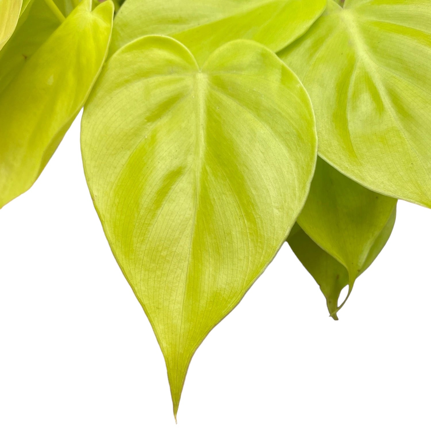 philodendron scandens micans lime Philodendron scandens 'Micans Lime' 3-4 plants/pot – Secret Garden Plant Shop