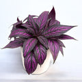 Strobilanthes dyeriana 'Persischer Schild'