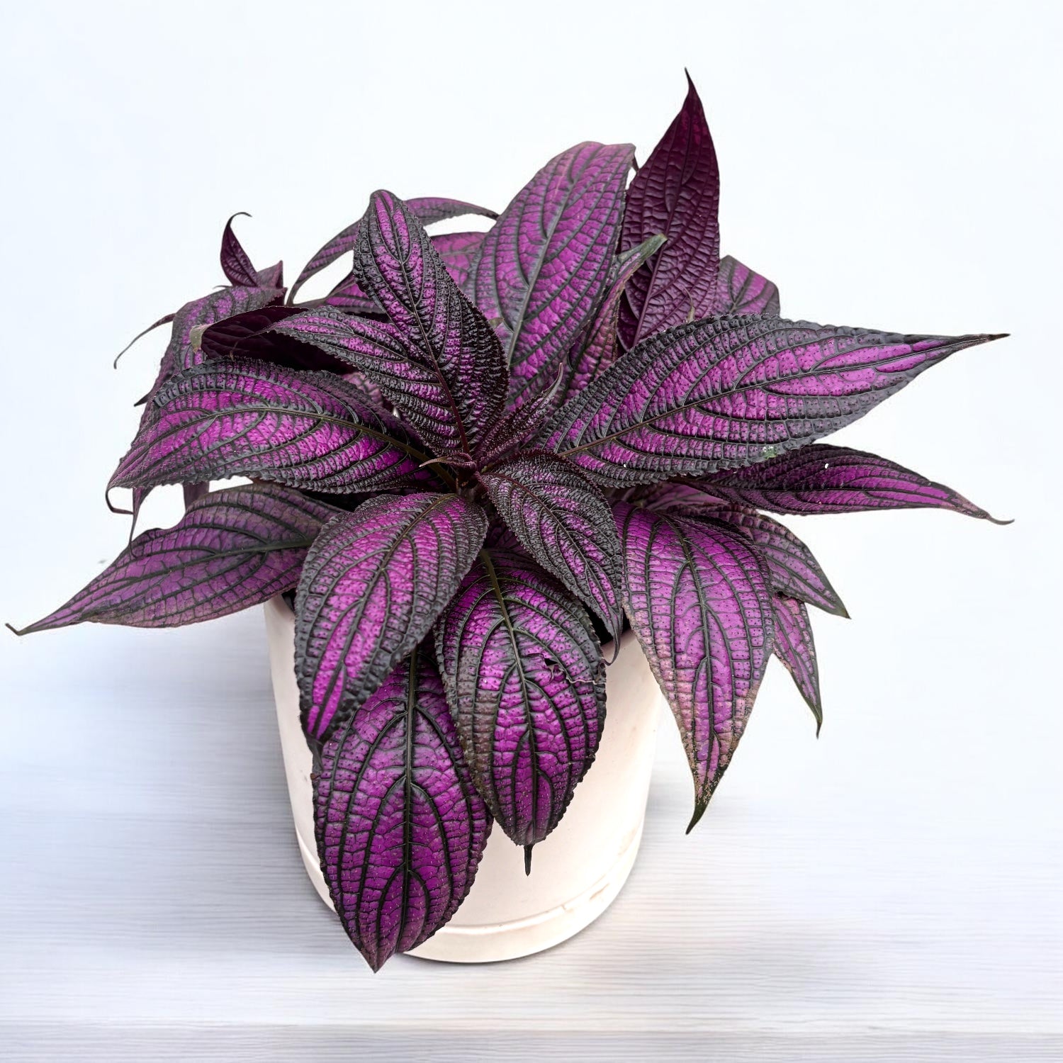 Strobilanthes dyeriana 'Persian Shield'