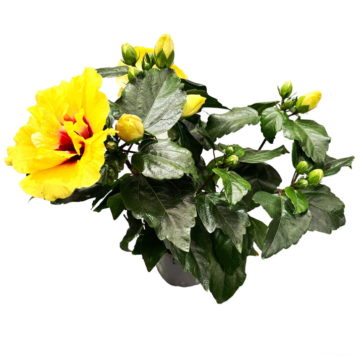 Hibiscus Adonicus 'Double Yellow'- flori duble XL 