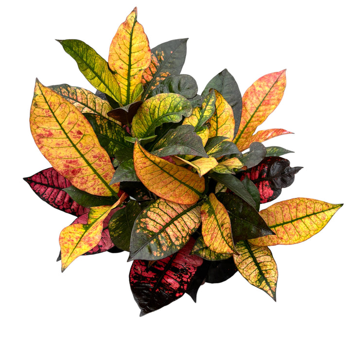 Croton Codiaeum variegatum 'Mrs Iceton'