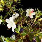 Bonsai Rhododendron ‘Matsunami’ -  Azalee japoneza cu flori 3 culori