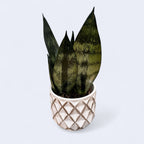 Sansevieria « Frozen »
