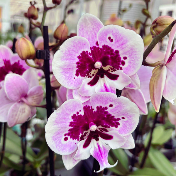 Phalaenopsis Aladdin (Hot Lips) *big lip