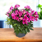 Alstroemeria Inca Goal - compact Peruvian lily with spectacular pink flowers