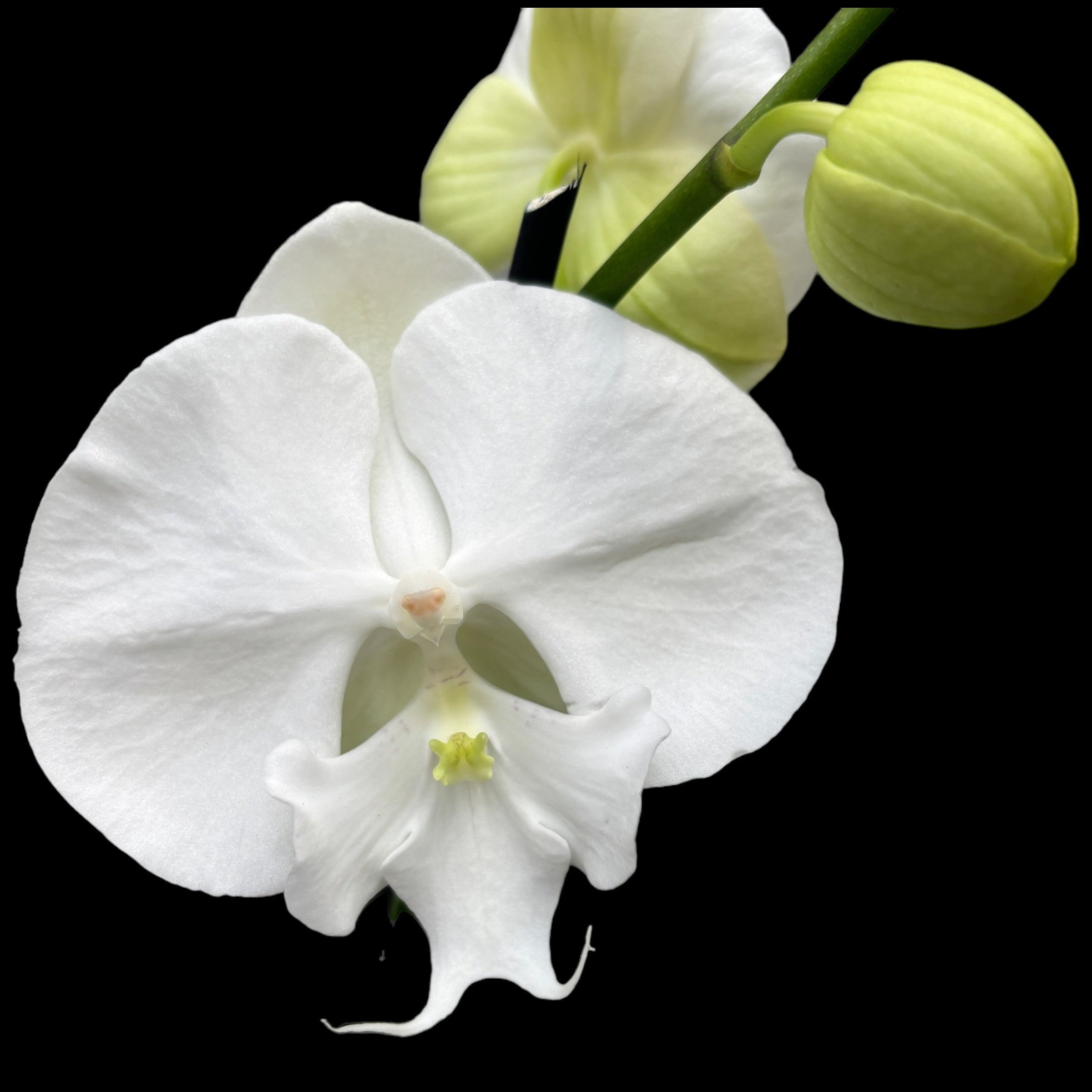 Phalaenopsis Charming Crystal Water big lip