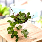 Hoya Mathilde 'Splash' D9 - parfumata