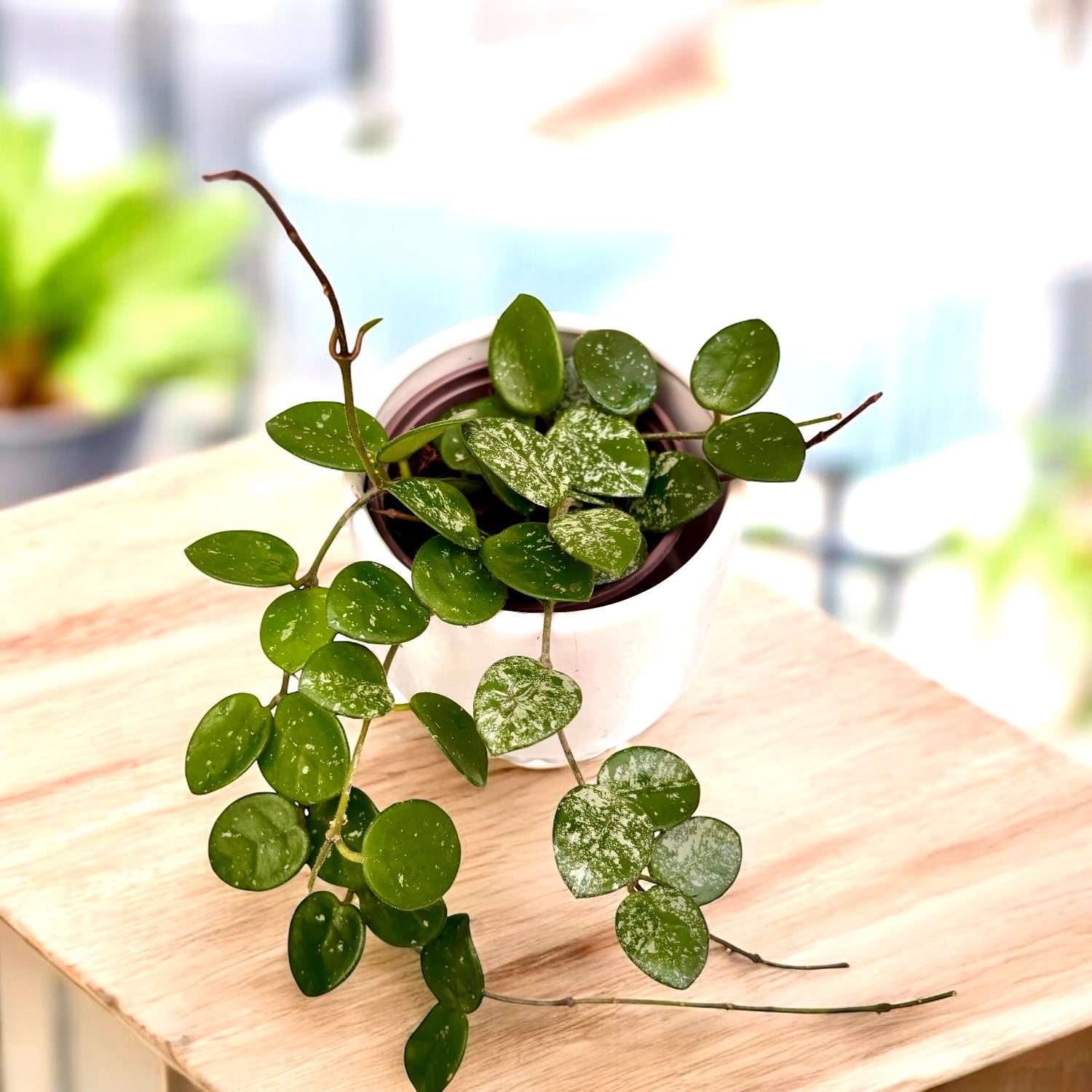 Hoya Mathilde 'Splash' D9 - parfumata