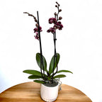 Phalaenopsis ‘Limited #51’