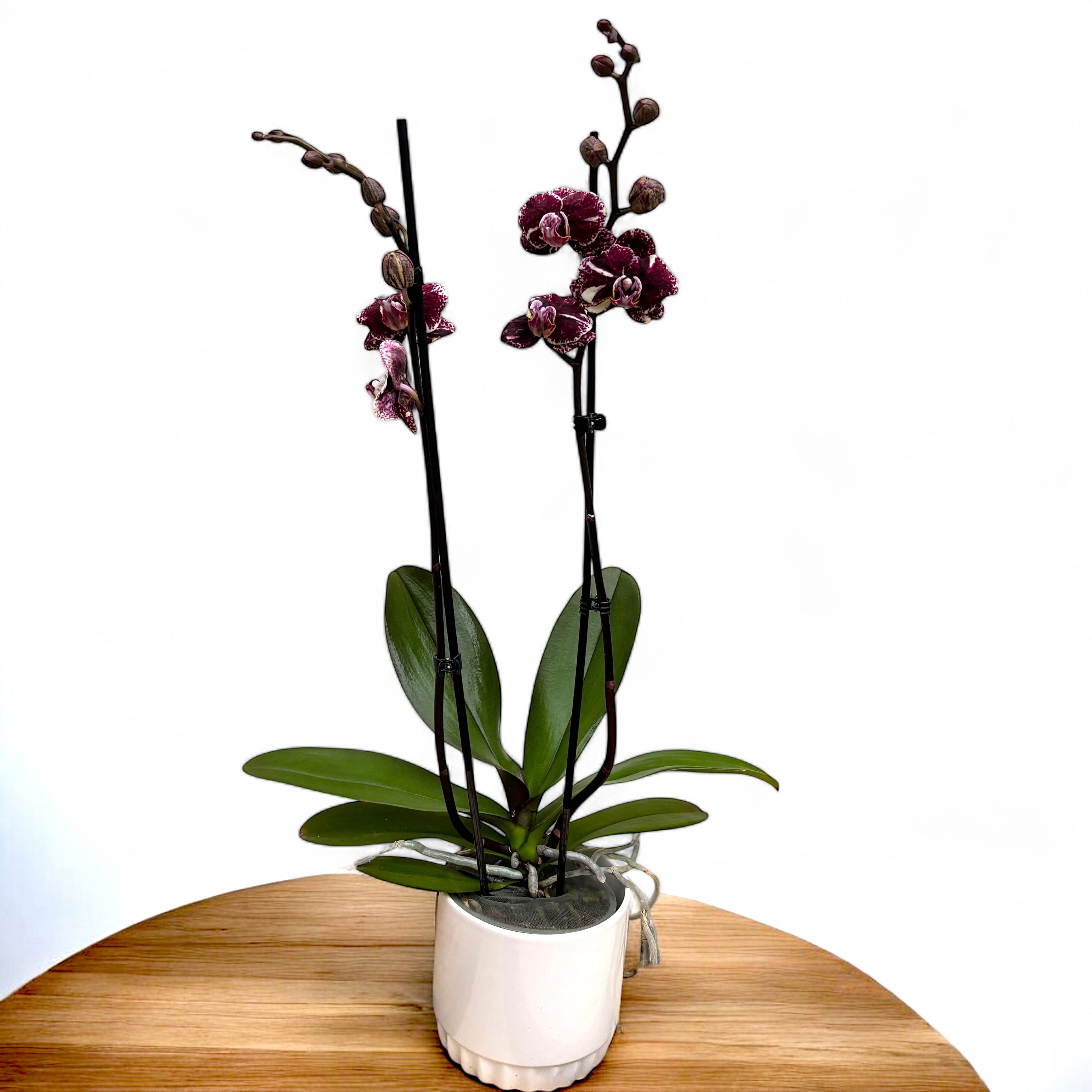 Phalaenopsis « Limited #51 »