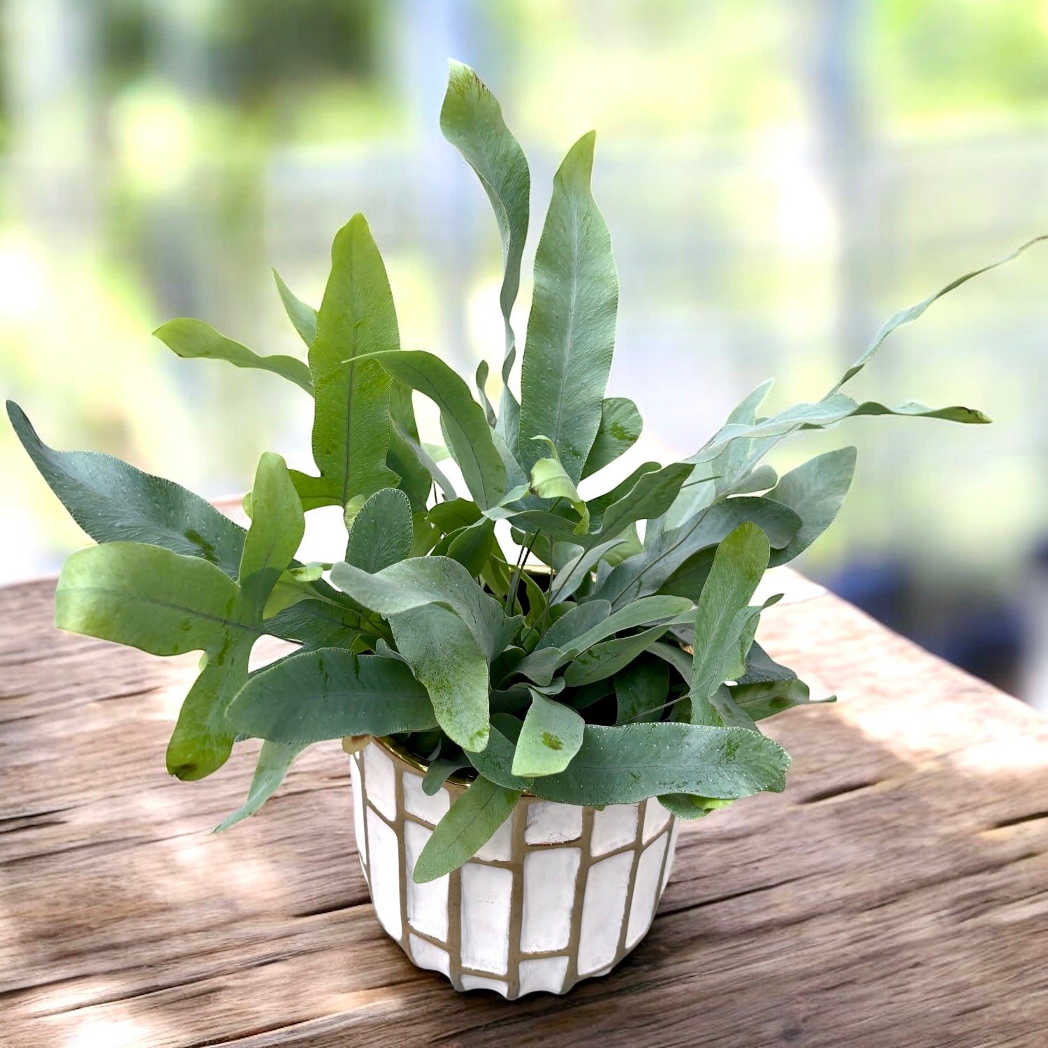 Phlebodium aureum 'Blue Star' - feriga tropicala cu frunzis albastru-verzui