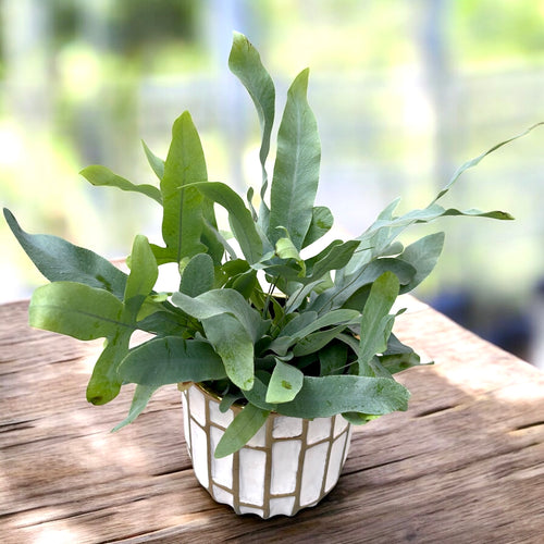 Phlebodium aureum 'Blue Star' – tropischer Farn mit blau-grünem Laub –  Secret Garden Plant Shop