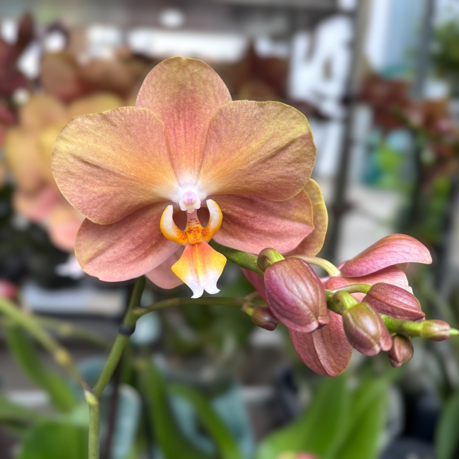 Phalaenopsis Monaco