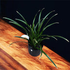 Cymbidium Golden Elf 'Variegata' (variegated leaves) - fragrant flowers