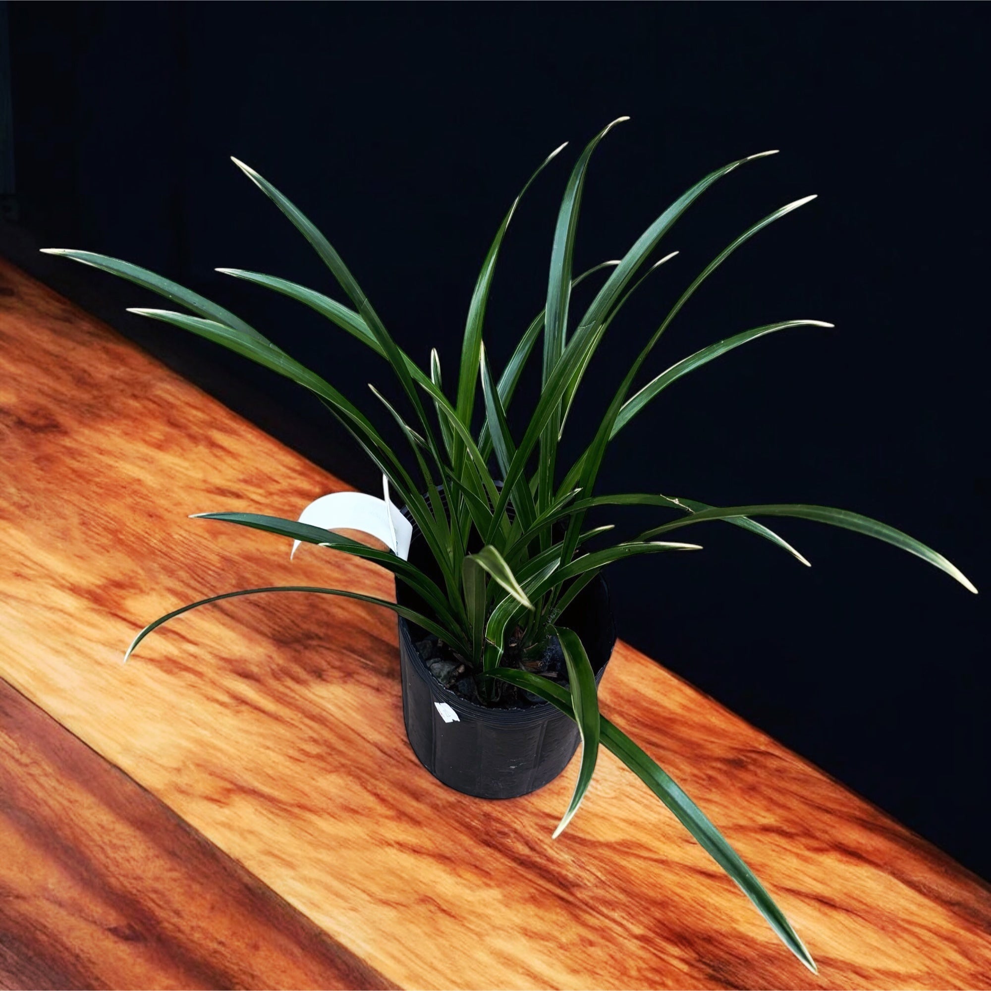 Cymbidium Golden Elf 'Variegata' (frunze variegate) - flori parfumate