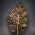 Alocasia 'Regal Shields' XL - alocasia impressionante con foglie enormi verde scuro
