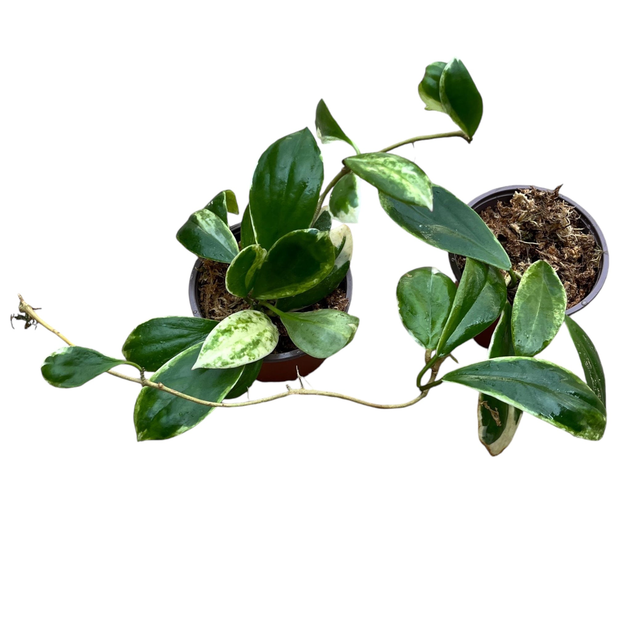 Hoya incrassata 'Albomarginata'