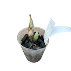 Clowesetum Wyche's Bumble Bee 'Jumbo Orchids' BM/JOGA