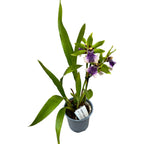 Zygopetalum 'Impasto Green' - parfumat