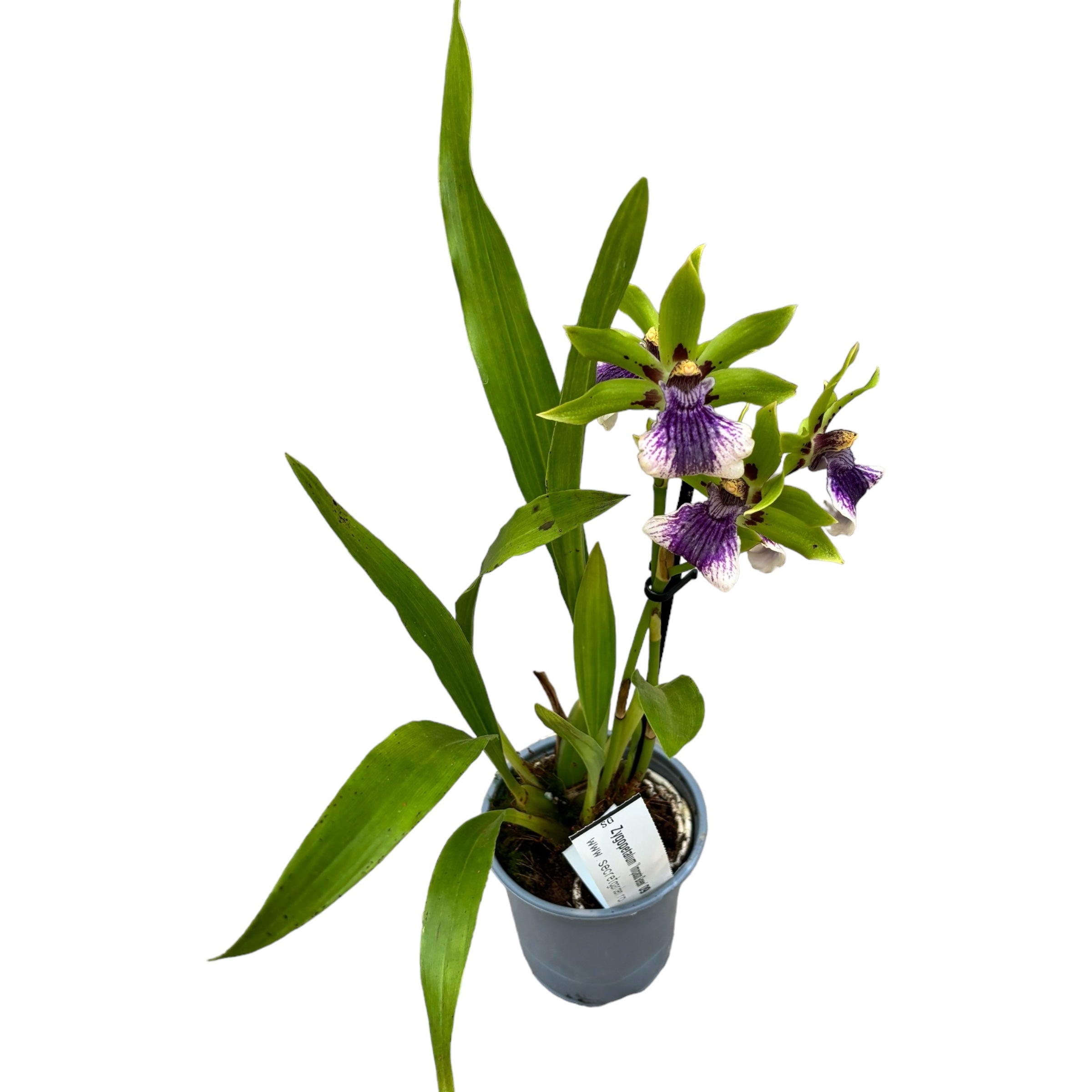 Zygopetalum 'Impasto Green' - parfumat