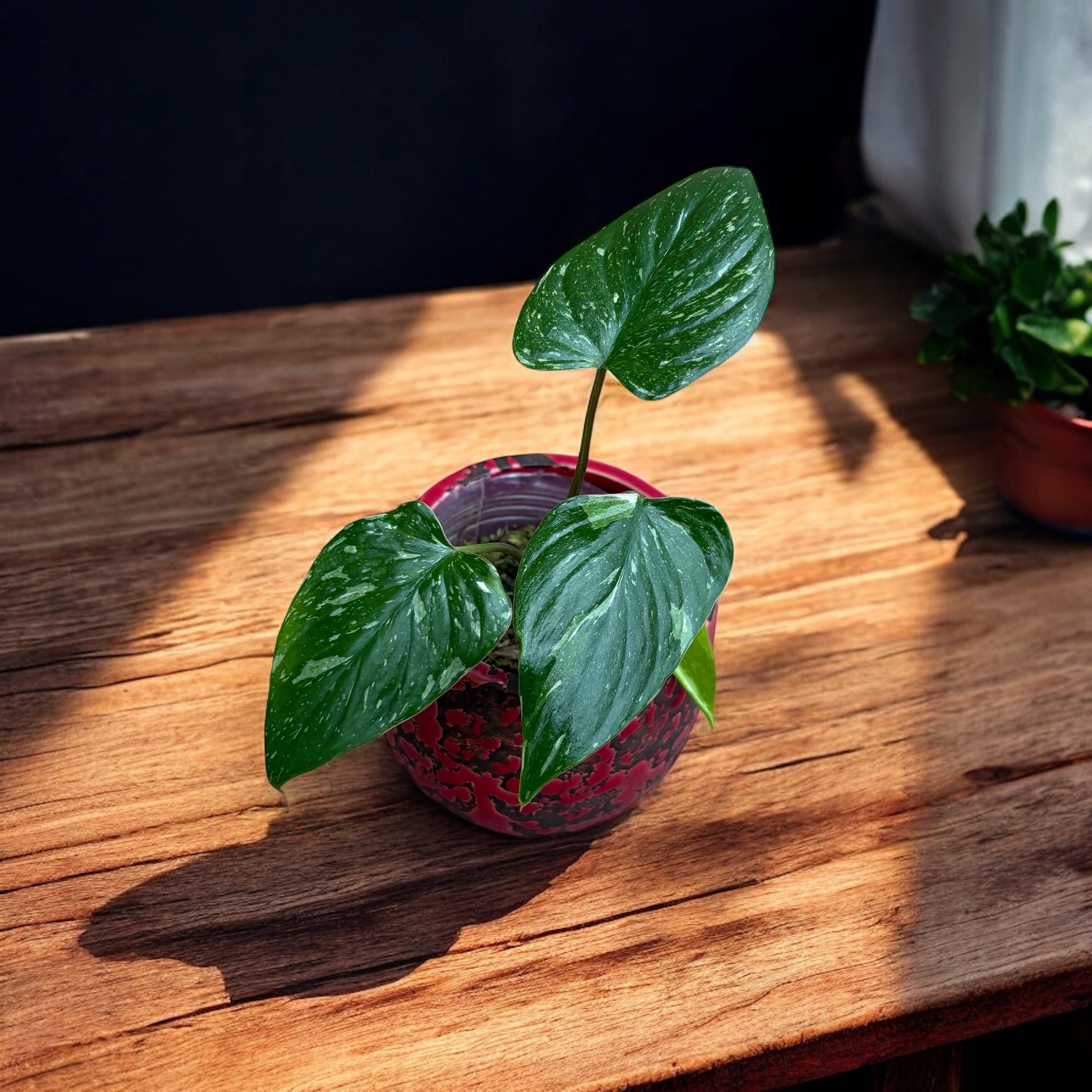 Homalomena rubescens 'Variegata'