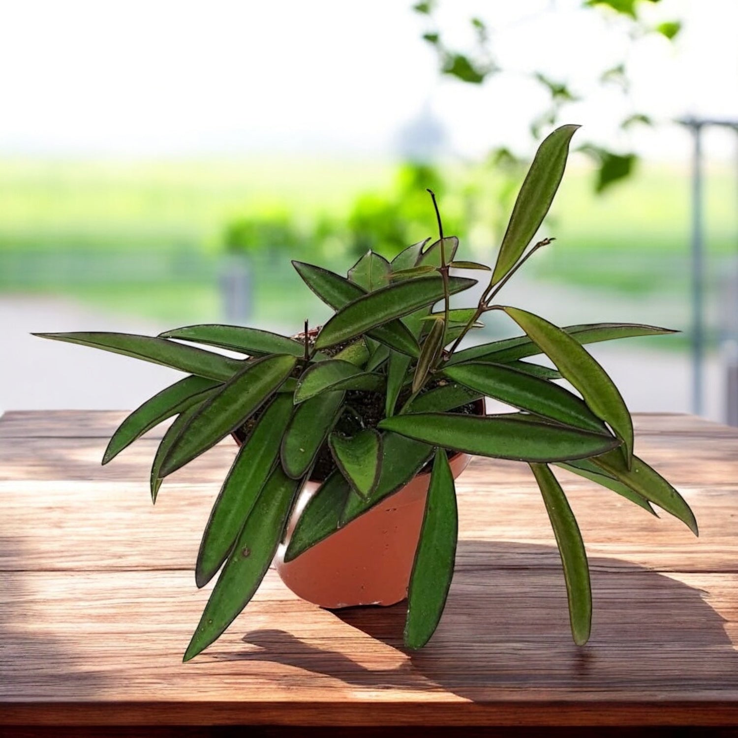 Hoya wayetii D9 - 3+ plante/pot