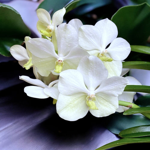 Vanda Tayanee Weiß (Ansu)