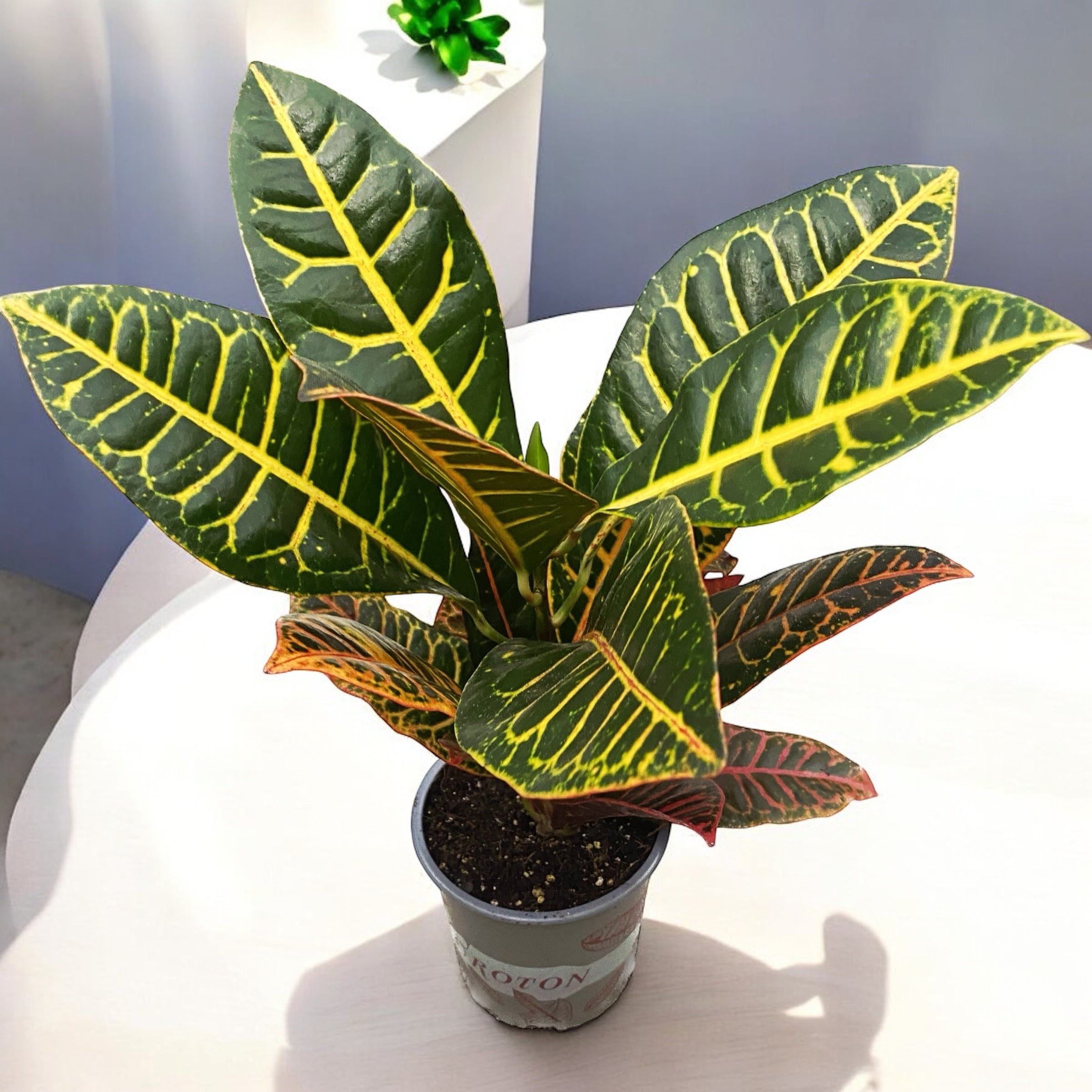 Croton Codiaeum Petra D12