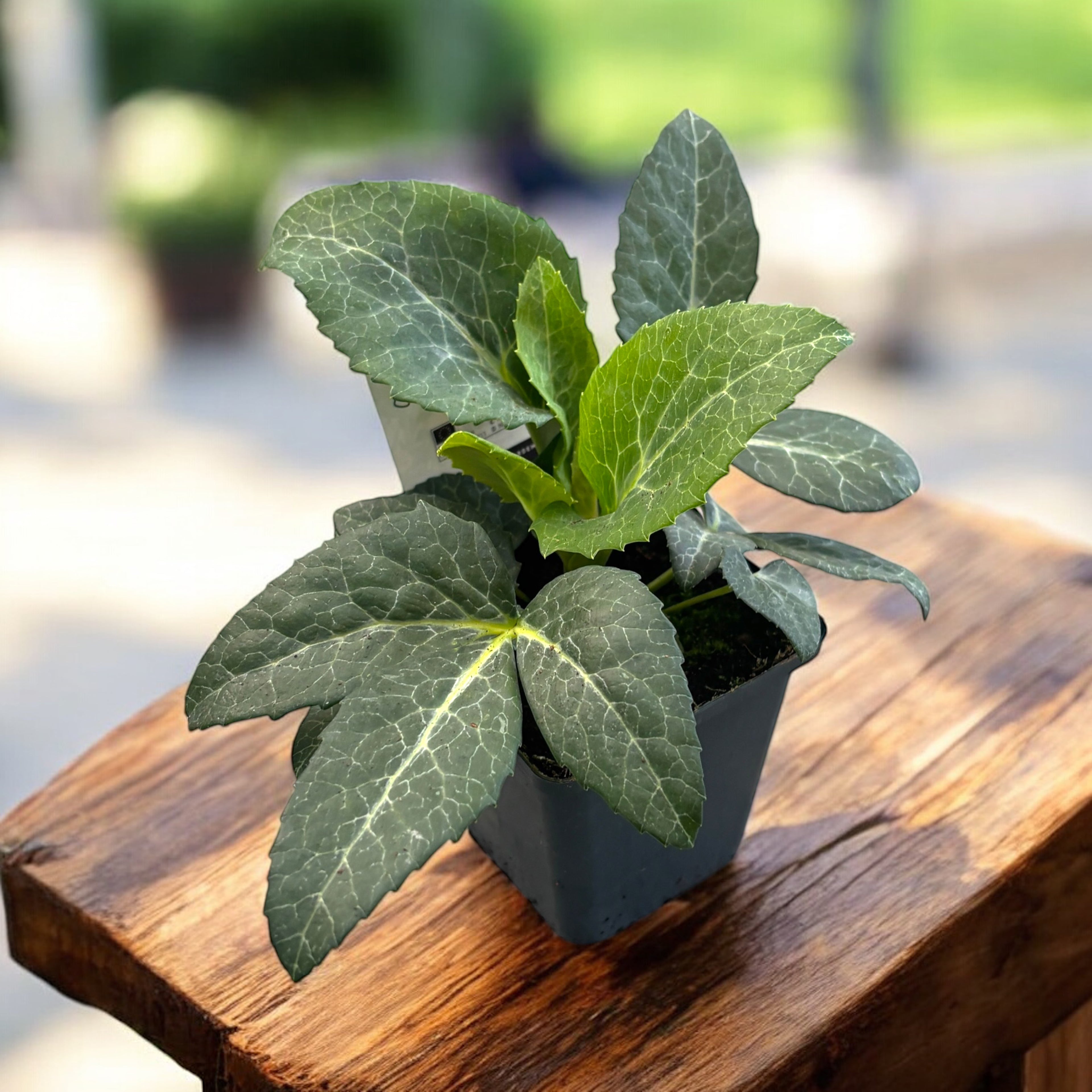 Helleborus lividus ‘White Marble’ – trandafirul de iarna cu frunzis marmorat si flori elegante