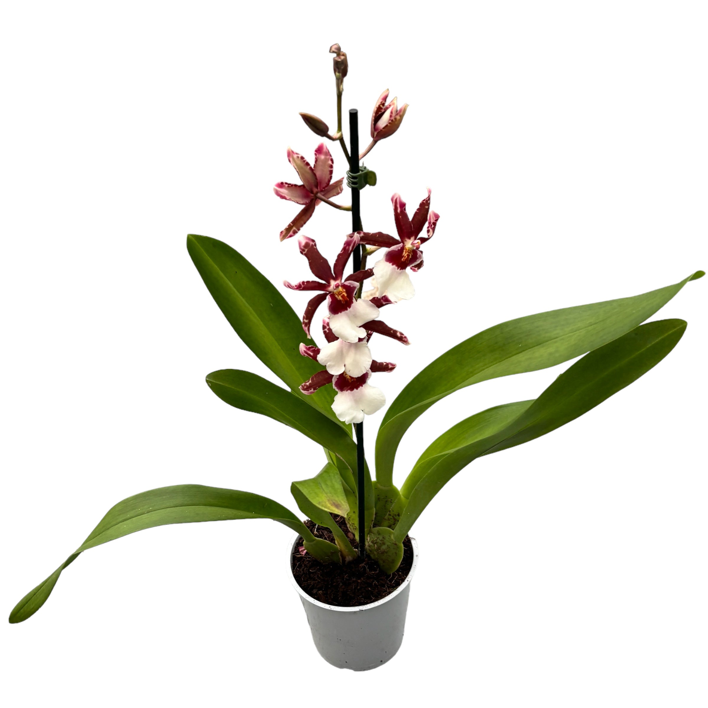 Oncidium Debutante Fredensbog - fragrant