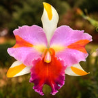 Rlc. Amazing Thailand 'Magician' - flori parfumate