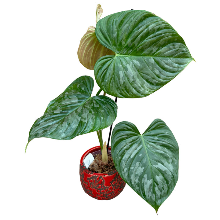 Philodendron Majestic