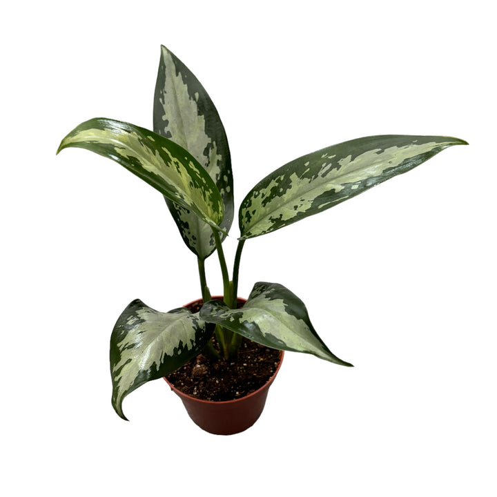 Aglaonema 'Jubilee Petit' D9