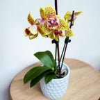 Phalaenopsis Twilight Angel '3554' (pelorisk)