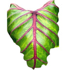 Colocasia esculenta 'Pharaohs Mask Red '® (2 plante/ghiveci)