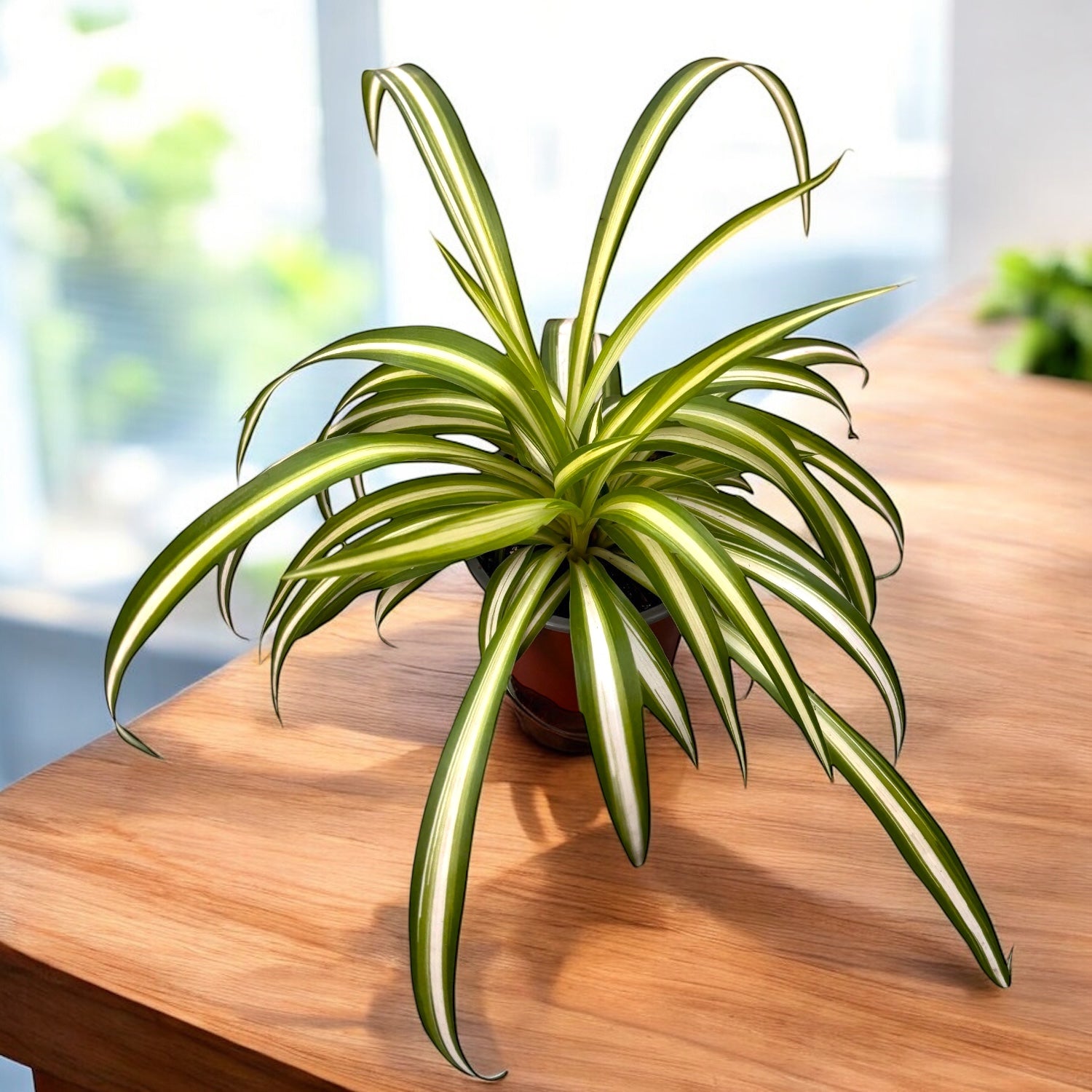 Chlorophytum comosum 'Variegatum' (voalul miresei) - purifica aerul