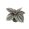 Peperomia caperata 'Sunrise' (babyplant)